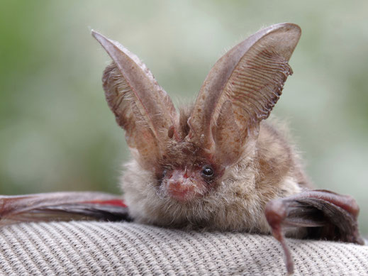 Graues Langohr Fledermaus auf einem grauem Tuch