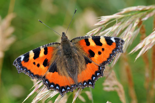 Schmetterling Falter kleiner Fuchs mit orange schwarzer Färbung