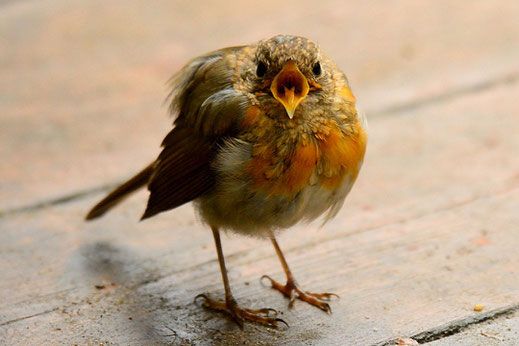 Rotkehlchen Jungvogel auf einer Terasse