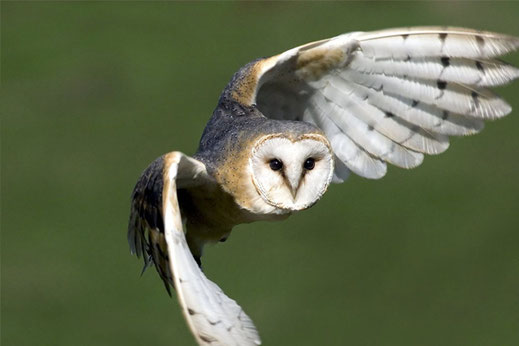 fliegende Schleiereule auf grünem Hintergrund