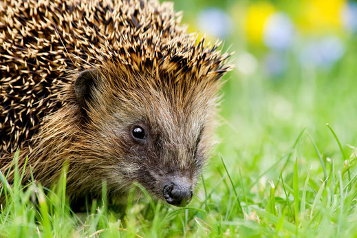 Igel auf Futtersuche auf einer Wiese