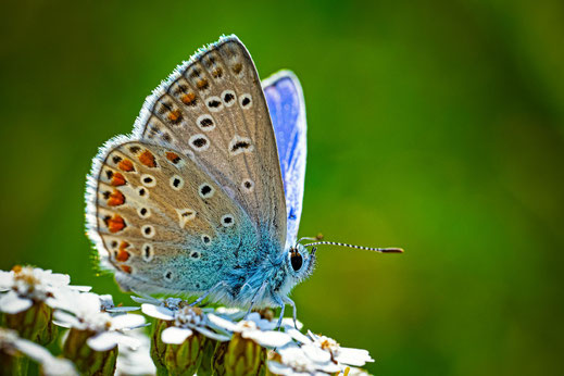 Kunterbunter Schmetterling