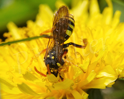 Bild: Wiesen-Wespenbiene, Nomada cf. marshamella, auf einer Löwenzahnblüte, Taraxacum officinale, Korbblütler, Wildbiene, Kuckucksbiene, Cuckoo bee
