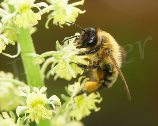 Bild: Erzfarbige Düstersandbiene, Andrena nigroaenea, an der Gelben Resede