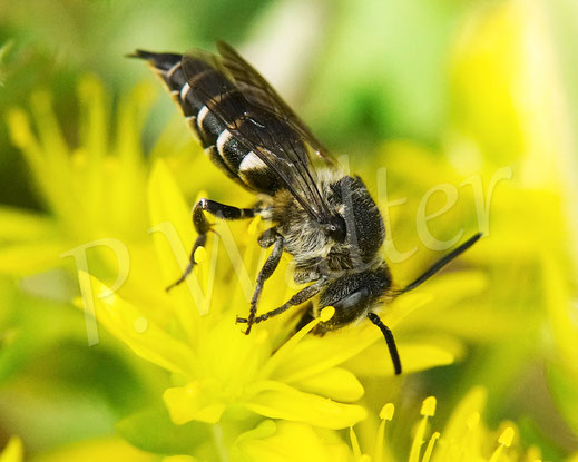 Bild: Langschwanz-Kegelbiene, Weibchen, Coelioxys elongata, Megachilidae, Kuckucksbiene, cuckoo bee, Dull-vented Sharp-tailed Bee, Tripmadam, Felsen-Fetthene, Fetthenne, Sedum reflexum
