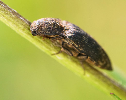 Bild: Mausgrauer Schnellkäfer, Agrypnus murinus, Elateridae, Agrypininae, Käfer, Coleoptera, Polyphaga