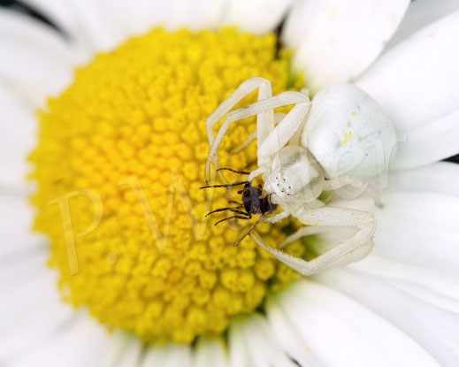 Bild: Veränderliche Krabbenspinne, Misumena vatia, Araneae, Thomisida, Spinnen, Beute, goldenrod crab spider, Wiesen-Margerite, Leucanthemum vulgare