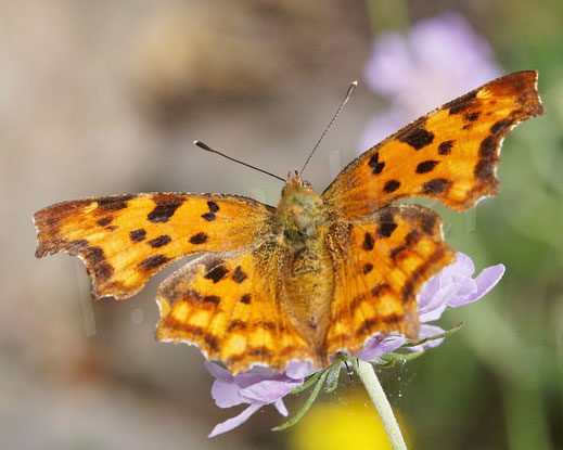 C-Falter, Comma butterfly, Schmetterling, Tagfalter Edelfalter, Polygonia c-album, Nymphalis c-album, Tauben-Skabiose, Scabiosa columbaria