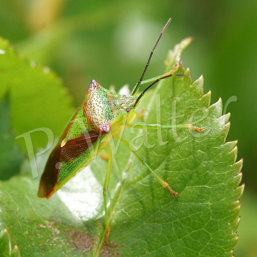 01.06.2015 : eine Stachelwanze, Acanthosoma haemorrhoidale