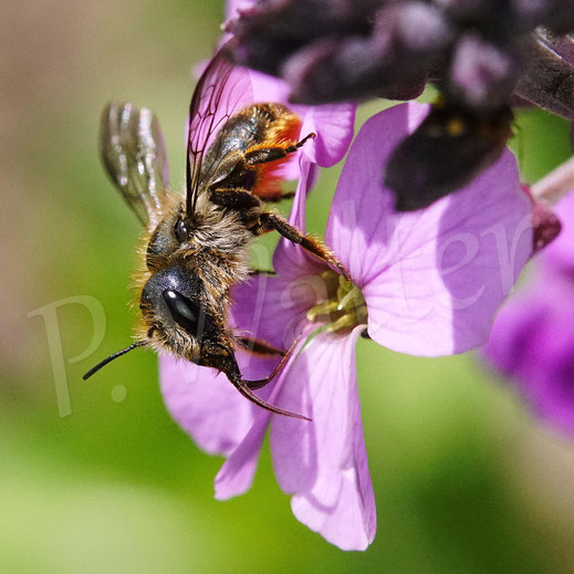 Schöterich-Mauerbiene, Osmia brevicornis, Weibchen