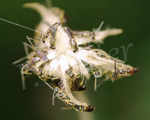 Bild: Schmalbienen-Schlafhaufen, Lasioglossum spec., alles Männchen, Übernachtung