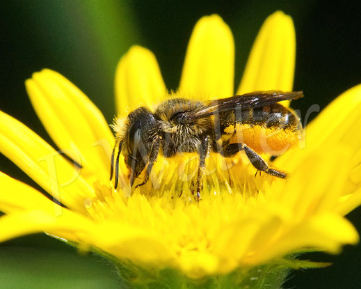 Bild: Osmia leaiana, Zweihöckrige Mauerbiene, Distel-Mauerbiene, Weibchen, Weidenblättriges Ochsenauge, Buphthalmum salicifolium, Korbblütler,  Asteraceae, oligolektische Wildbiene, Apidae, Hymenoptera