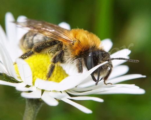 Bild: wohl die Schottische Sandbiene, Andrena scotica, Weibchen am Gänseblümchen, Wildbiene, Bellis perennis