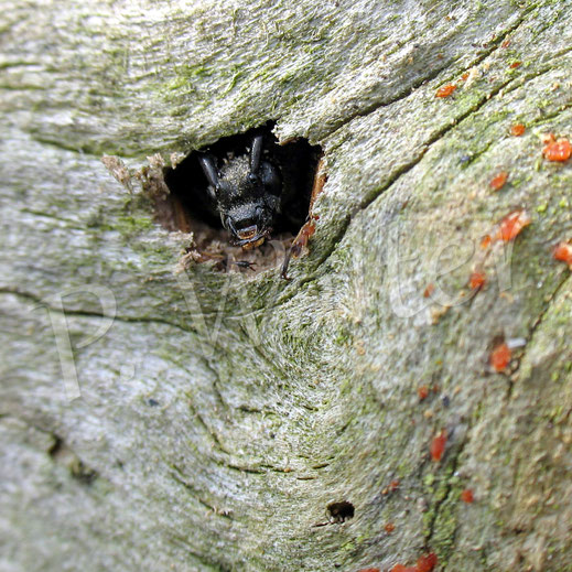 Bild: Ausgänge, Rothalsbockkäfer, Käfer, Coleoptera, Polyphaga, Bockkäfer, Cerambycidae, Schmalböcke, Schmalbock, Lepturinae, Totholz, Kinderstube, Käferfraßgange, Käferfraßgänge