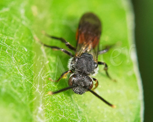 Bild: Schwarz-rote Wespenbiene, Nomada cf. fabriciana, Weibchen, Kuckucksbiene, Wildbiene