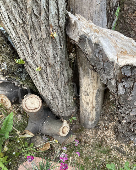 Bild : Totholz, Nistplatz, Holzstamm, Stämme, Stammholz, Totholzstapel, Totholzhaufen