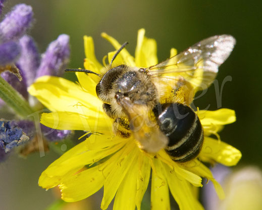 Bild: Gewöhnliche Bindensandbiene, Gemeine Sandbiene, Andrena flavipes, Kleinköpfiger Pippau, Crepis capillaris, Korbblütler, Asteraceae, Wildbiene, Erdbiene