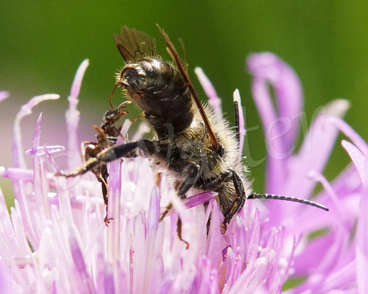 Bild: Mauerbiene, altes Männchen, Osmia spec., Attacke einer Ameise, Wiesen-Flockenblume, Blüte, Centaurea jacea, Kampf, Wildbienen, Korbblütler