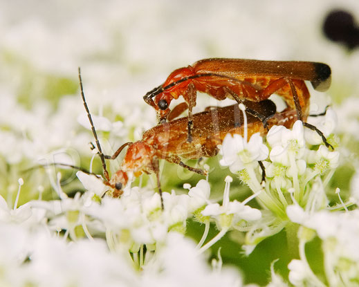 Bild: Roter Weichkäfer, Rhagonycha fulva, Pärchen, Paar, Wilde Möhre, Käfer, Coleoptera, Daucus carota, Doldenblütler, Apiaceae
