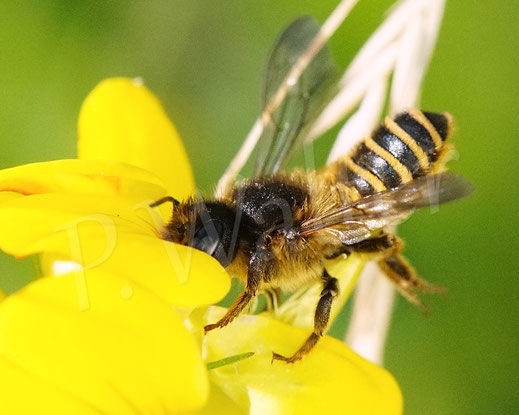 Bild: Platterbsen-Mörtelbiene, Megachile ericetorum, Weibchen, Gewöhnlicher Hornklee, Lotus corniculatus, Hülsenfrüchtler, Schmetterlingsblütler, Fabaceae, Megachilidae, Wildbiene, wildbee