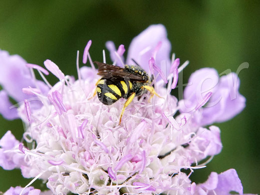 Bild: Gelbe Düsterbiene, Stelis signata, die hier Nektar der Tauben-Skabiose trinkt