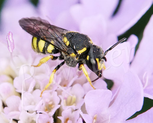 Bild: Gelbe Düsterbiene, Stelis signata, die hier Nektar der Tauben-Skabiose trinkt, Kuckucksbiene, cuckoobee, Wildbiene
