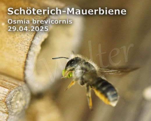 Bild : Schöterich-Mauerbiene, Weibchen, Osmia brevicornis, Wildbiene, oligolektisch, Bambusröhrchen, Nistplatz, Pflanzenmörtel
