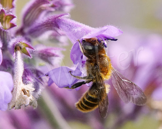 Bild: Männchen der Natternkopf-Mauerbiene, Hoplitis adunca / Osmia adunca, Hohe Katzenminze, Nepata, oligolektische Wildbiene