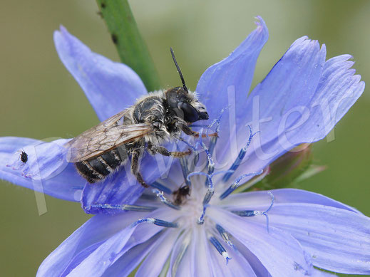 Bild: Punktierte Düsterbiene, Stelis punctulatissima, ist wegen des Regens an einer Wegwartenblüte gestrandet