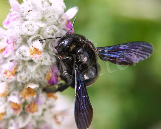 Bild: Blauschwarze Holzbiene, Große Holzbiene, Xylocopa violacea, Weibchen, Woll-Ziest, Wollziest, Stachys byzantina, Wildbiene, Lippenblütler, Lamiaceae 