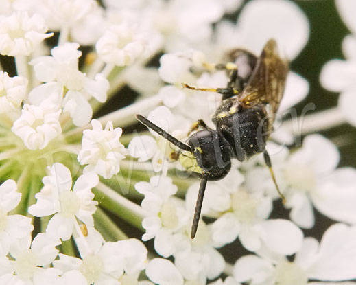 Bild: Maskenbiene, Hylaeus spec., Männchen, Wilde Möhre, Daucus carota subsp. carota, Doldenblütler, Apiaceae, Wildbiene, wild bee