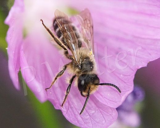 Bild: Glockenblumen-Sägehornbiene, Melitta haemorrhoidalis, Moschusmalve, Malva moschata, Malvaceae, rosa Blüte, pink Blüte, oligolektische Wildbiene