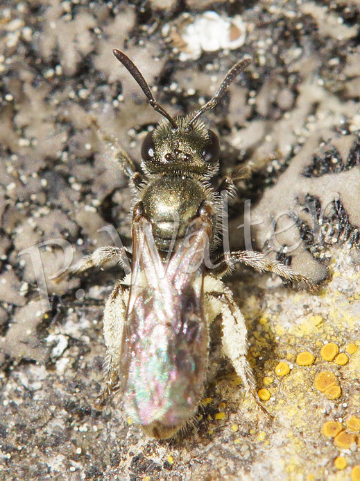 Bild: Furchenbiene, Halictus spec., Weibchen