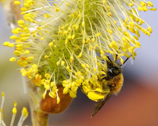 Bild: Zweifarbige Sandbiene Andrena bicolor miningbee Wildbiene Wildbienen wildbee Weidenkätzchen Kätzchenweide willow Salix