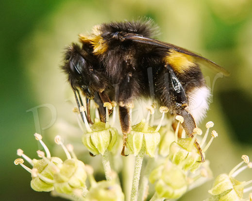 Bild: Erdhummel, Bombus cf. terrestris, Königin, Strauchefeu
