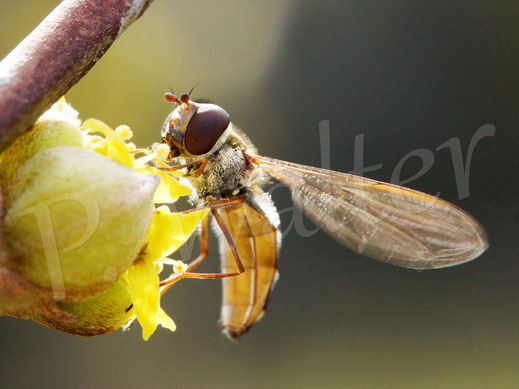 Bild: Schwebfliege an der Kornelkirsche, Cornus mas