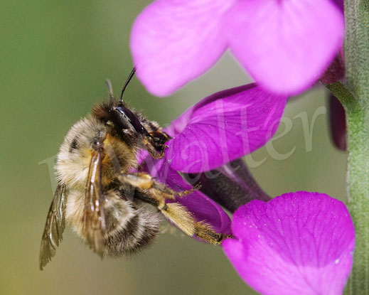 Bild: Frühlings-Pelzbiene, Anthophora plumipes, Weibchen an den Blüten des Schöterich, Wildbiene, Flower Bee