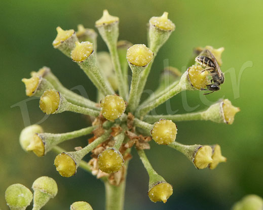Bild: Furchenbiene, Schmalbiene, Weibchen am Nektartrinken, Lasioglossum, Halictus, Efeu, Herdera helix, Wildbiene