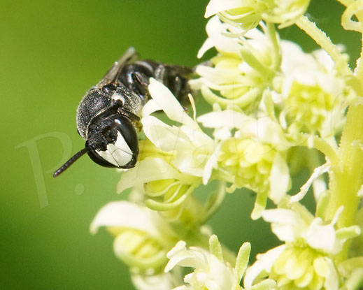 Bild: Reseden-Maskenbiene, Hylaeus signatus, Männchen an der Gelben Resede, Reseda lutea, Gelber Wau, Wildbiene