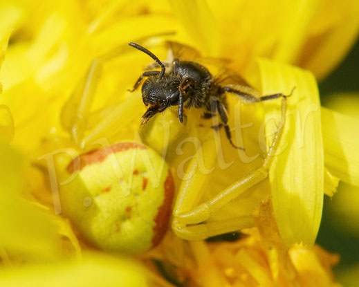 Bild: Veränderliche Krabbenspinne, Misumena vatia, Araneae, Thomisida, Spinnen, Beute, goldenrod crab spider, Wiesen-Pippau, Crepis biennis 