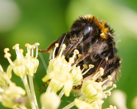 Bild: Erdhummel, Bombus cf. terrestris, Königin, Strauchefeu, Hedera helix Arborescens