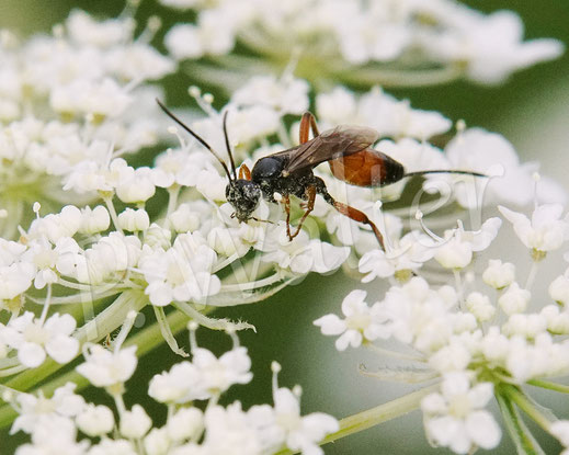 Bild: Schlupfwespe, Aritranis director, Weibchen, Wilde Möhre, Daucus carota subsp. carota, Doldenblütler, Apiaceae
