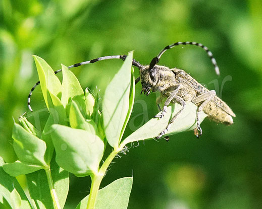 Bild: Scheckhorn-Distelbock, Nesselbock, Linienhalsiger Halmbock, Agapanthia villosoviridescens, Bockkäfer, Cerambycidae, Käfer, Coleoptera, Weberböcke, Lamiinae
