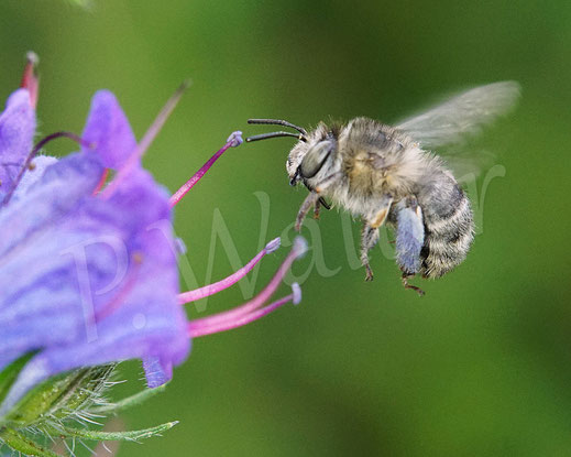 Bild: Vierfleck-Pelzbiene, Anthophora quadrimaculata, Weibchen am Natternkopf, Echium vulgare, Flug, Wildbiene, Blüte