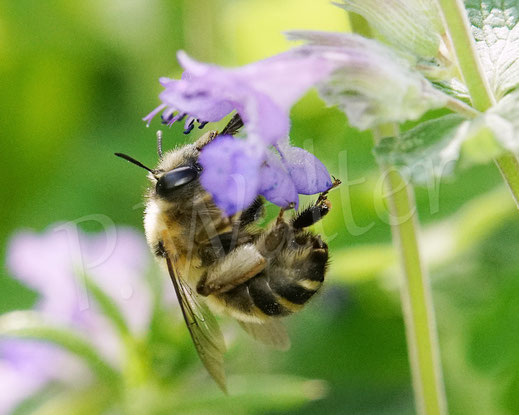 Bild: Streifen-Pelzbiene / Gebänderte Pelzbiene / Sommerpelzbiene , Anthophora aestivalis, an einer Katzenminze, Nepeta, Wildbiene, Flower Bee