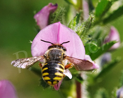 Bild: Garten-Wollbiene, Weibchen, Anthidium manicatum, Wildbiene, Dornige Hauhechel, Ononis spinosa, Schmetterlingsblütler, Faboideae, Hülsenfrüchtler, Fabaceae, Blüte, Nektar, Pollen