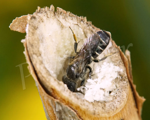 Bild: Schwarzspornige Stängel-Mauerbiene, Stängelbiene, Hoplitis leucomelana, Osmia leucomelana, markhaltiger Stängel, Wildbiene, Marknister, Markbewohner