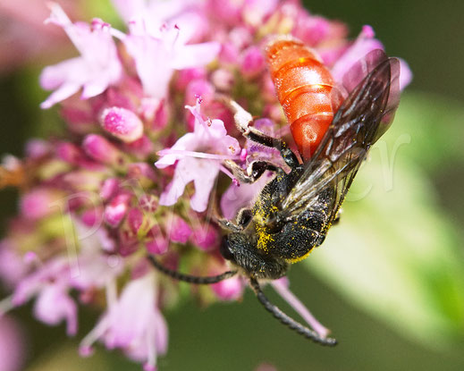 Bild: Riesen-Blutbiene, Große Blutbiene, Sphecodes albilabris, Echter Dost, Oregano, Origanum vulgarem Lippenblütler, Wildbiene, Kuckucksbiene, Buckelbiene