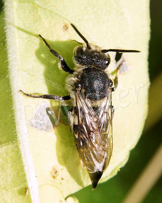 Bild: Langschwanz-Kegelbiene, Weibchen, Coelioxys elongata, Megachilidae, Kuckucksbiene, cuckoo bee, Dull-vented Sharp-tailed Bee