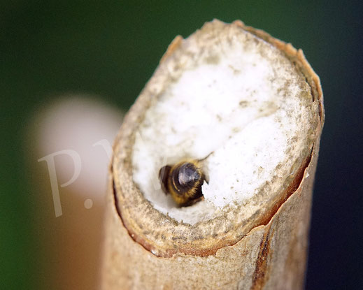 08.07.2013 : Schwarzspornige Stängel-Mauerbiene, Stängelbiene, Hoplitis leucomelana, Osmia leucomelana, Nistgang im markhaltigen Stängel, markhaltiger Stengel